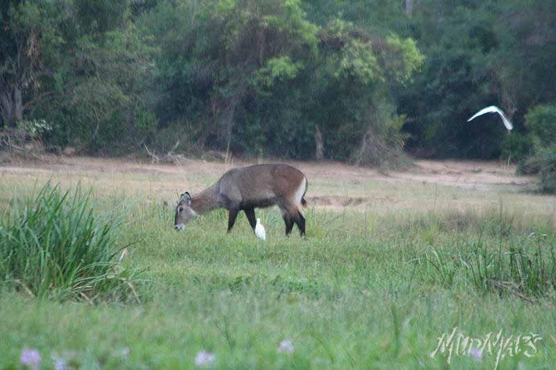 Mud Maps Africa Murchison Falls NP 2653